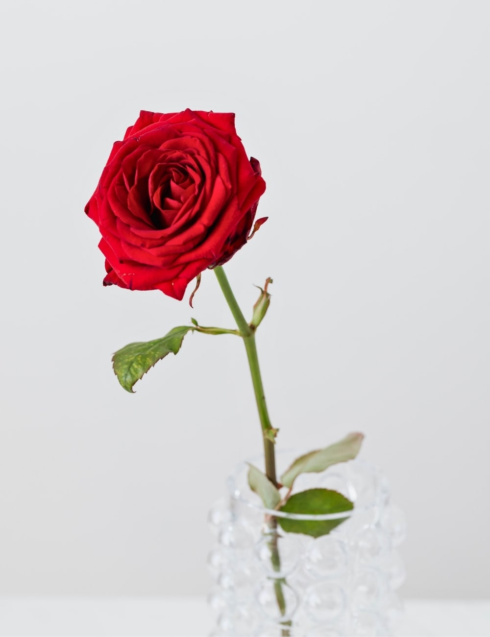 Rosa roja individual