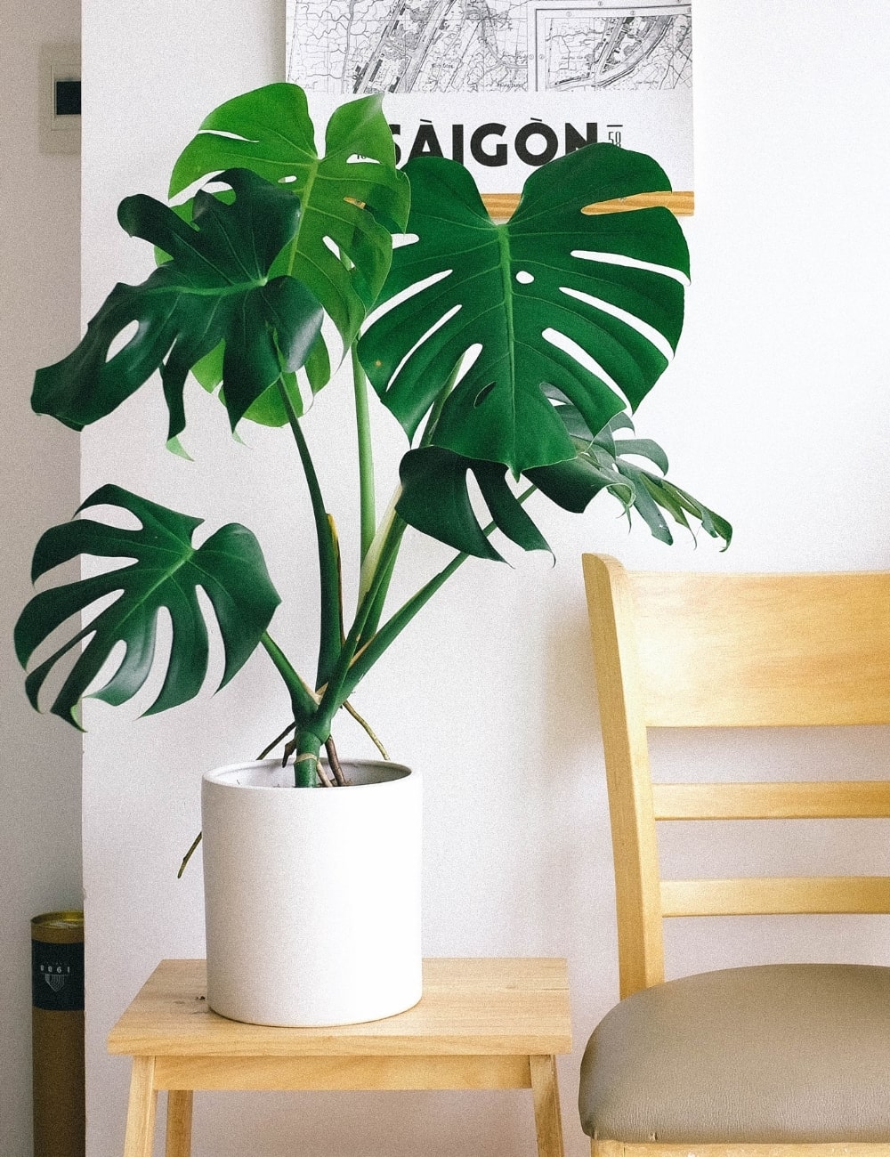 Monstera deliciosa