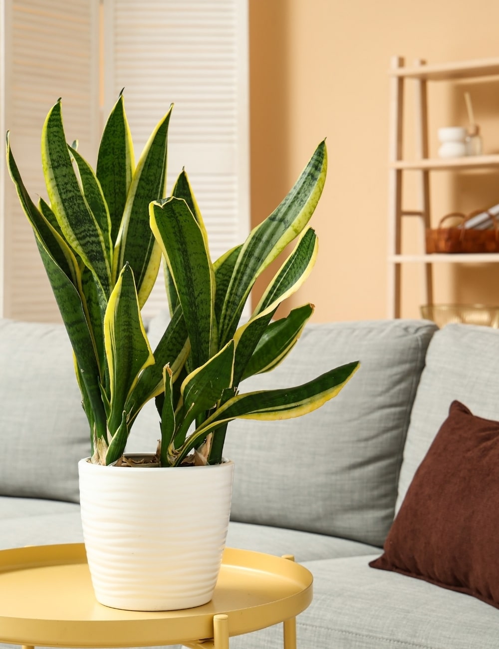 Sansevieria
