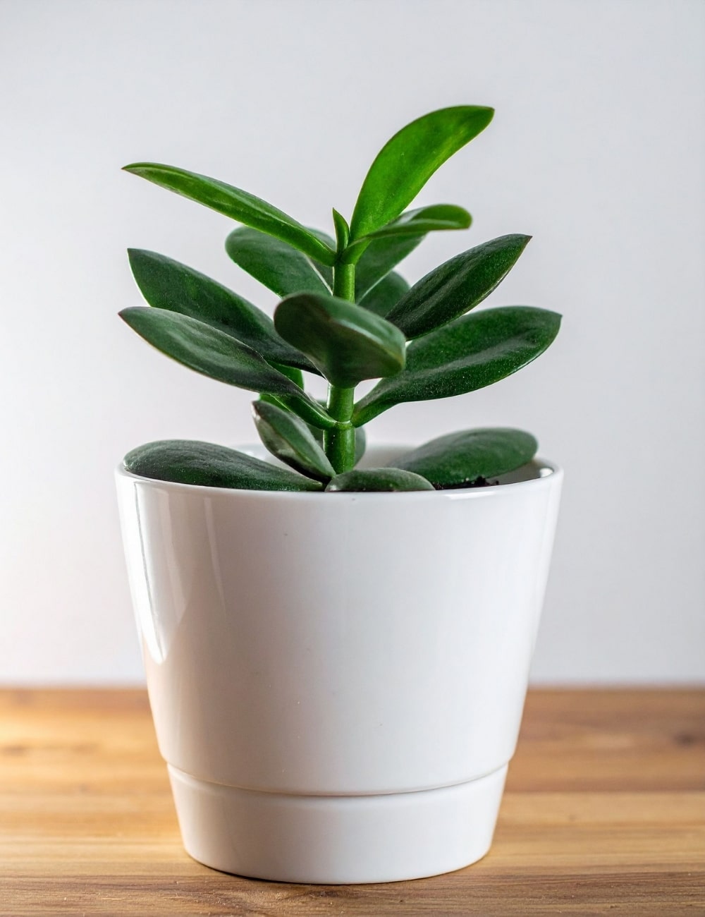 Árbol de Jade (Crassula ovata)
