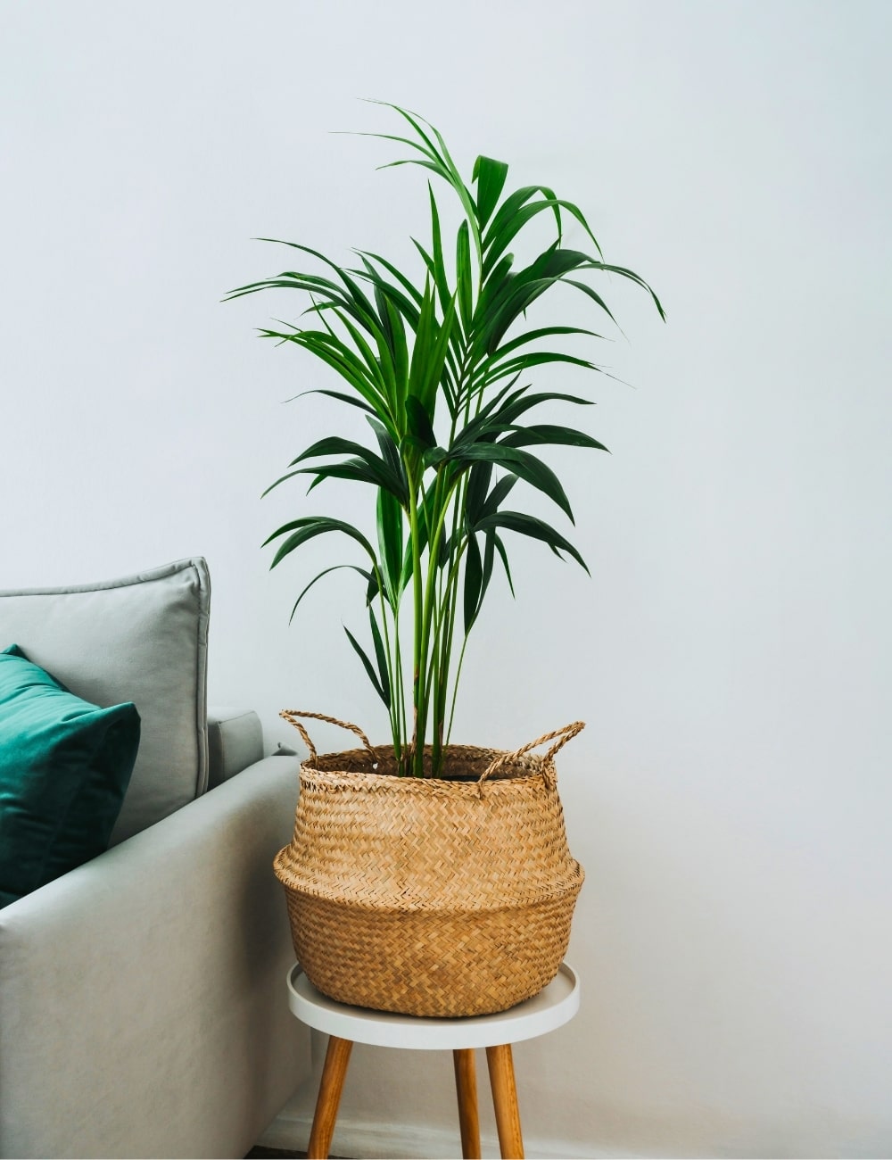 Kentia (Howea forsteriana)