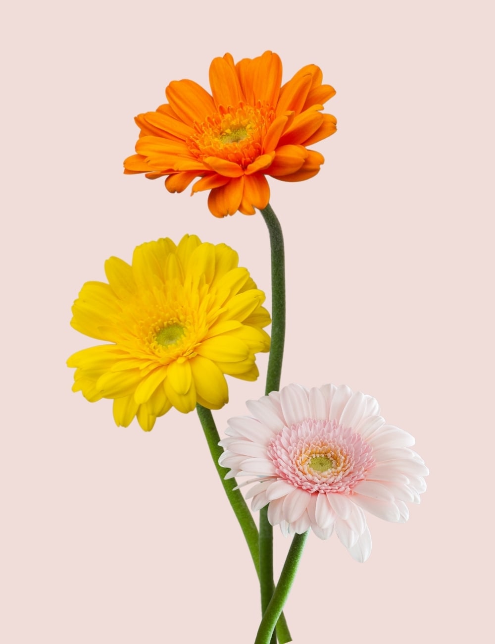 Gerbera